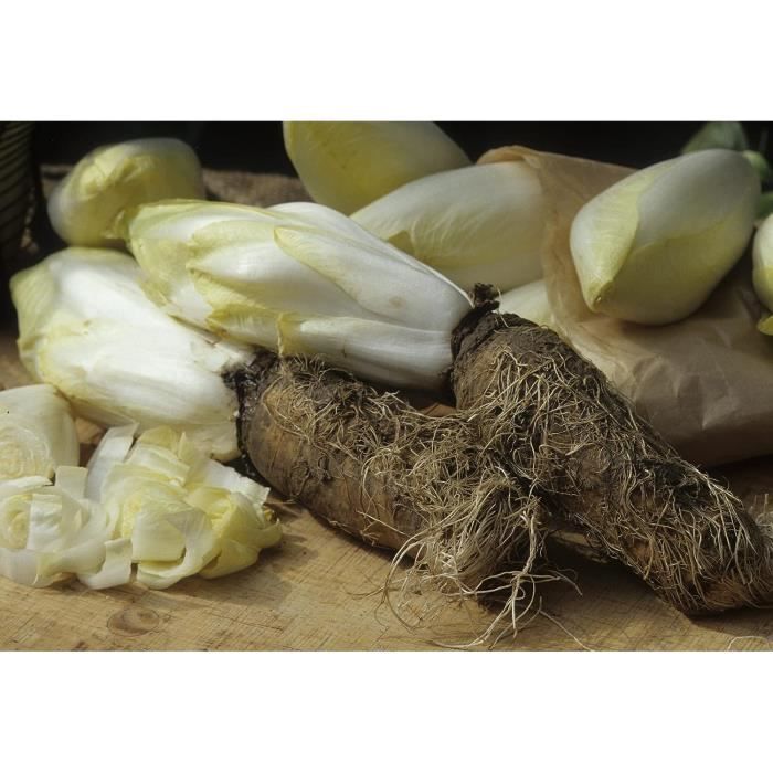 500 Graines De Navet Marteau - Légume Racine Rustique, Tendre Et Sucré - Semences Reproductibles