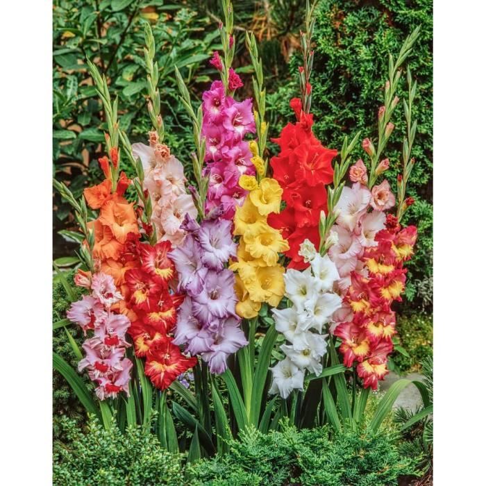 Lot 20 Bulbes Glaïeuls Grandiflora Blanc Éclatant - Calibre 8/10 - Fleurs Majestueuses Pour Jardin D'Été - Floraison Juillet-Septembre