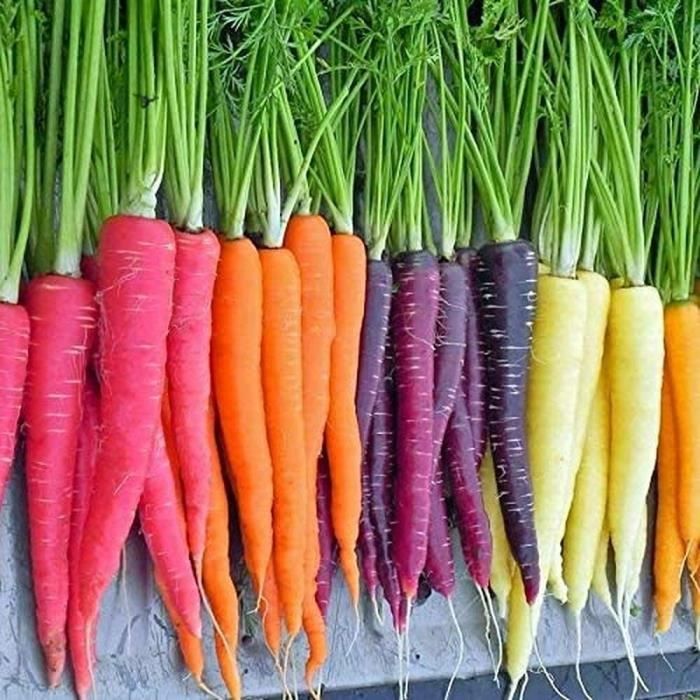 80 pièces Graines de carottes Carottes mélangées pour le jardinage à la maison graines de légumes sans OGM colorées et attraya[844]