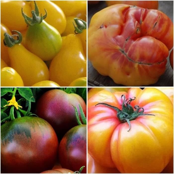 Tomate 'Mirabelle Blanche' (Variété ancienne) Graines