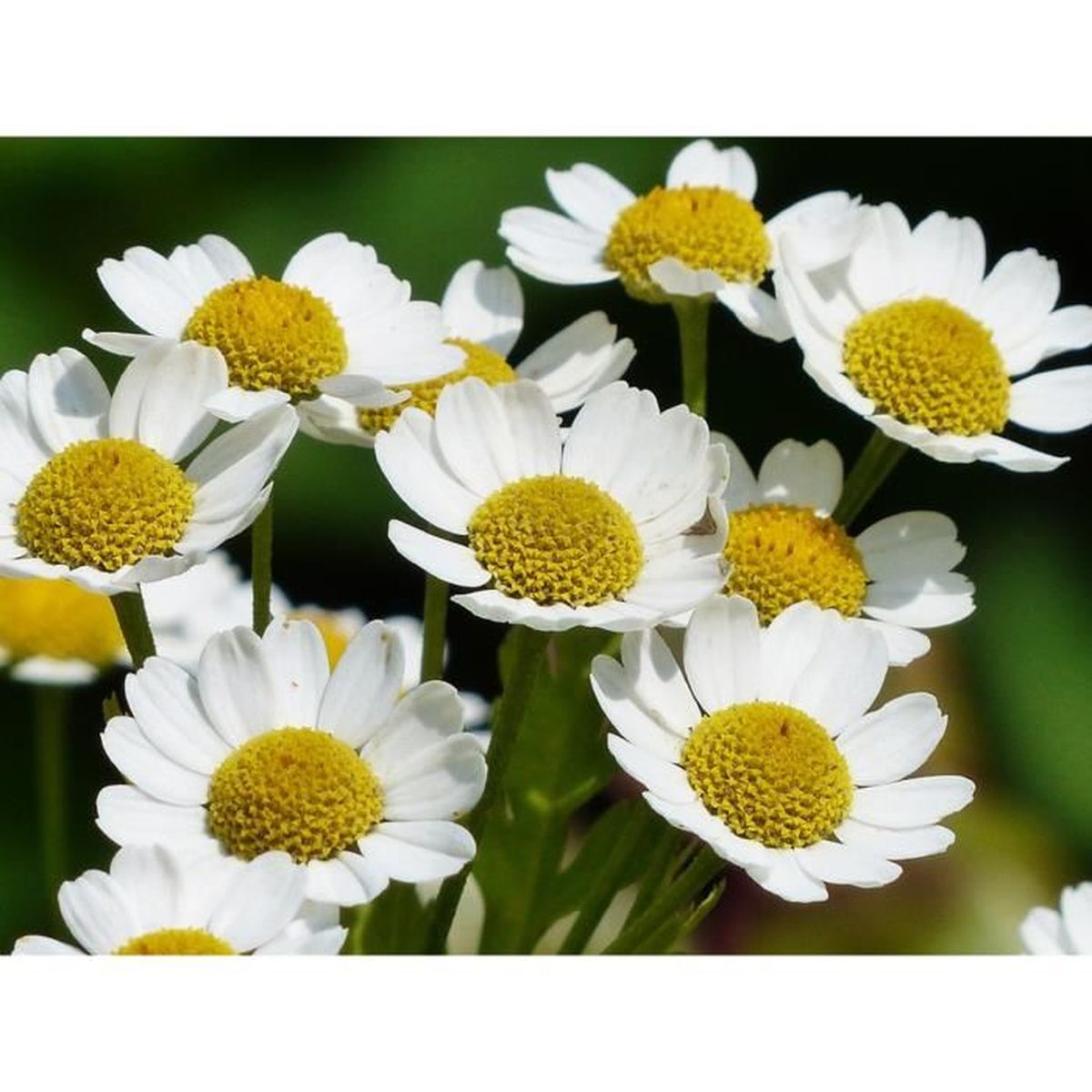300 Graines de fleurs Camomille Matricaire Méthode BIO seeds plantes aromatique