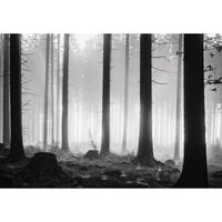 Papier Peint Intissé Forêt noir et blanc 254x184 cm Arbres Panoramique 3D Chambre Salon Photo Non Tissé Muraux Moderne Trompe