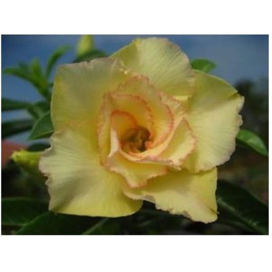Graines Adenium Obesum 'Honey' (Rose Du Désert) - Lot De 5 Graines - Plante Succulente à Caudex