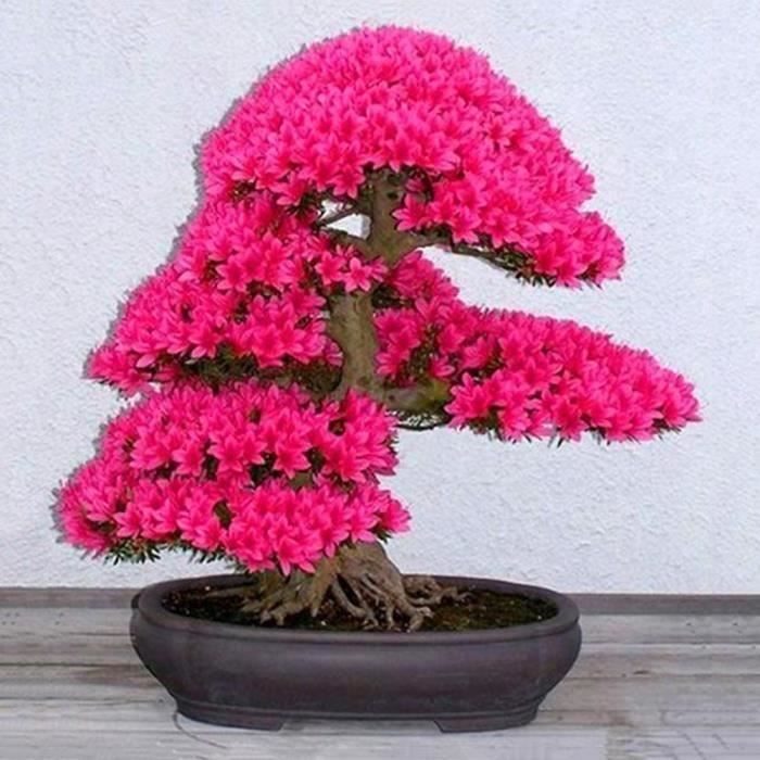 MOR 10pcs Sakura Fleur Graines Parfumé Maison Jardin Plant Graine Bonsai Décoration De Partie