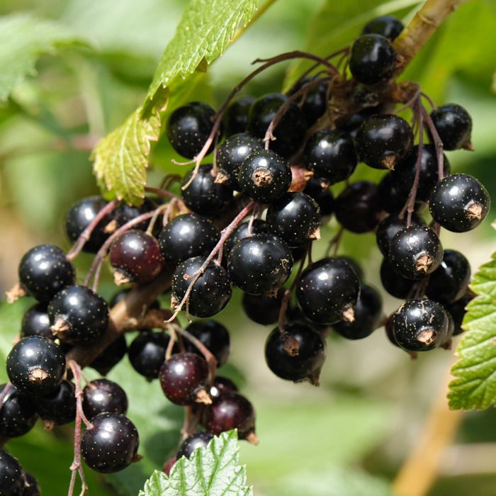 G34 - Ribes Nigrum - cassis main image 0