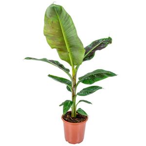 PLANTE POUSSÉE Bananier - Musa 'Dwarf Cavendish' par unité | Plante d'intérieur en pot de culture 21 cm - 90-100 cm