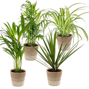 PLANTE POUSSÉE Mélange purificateur d'air Lux - 4 plantes - Panier en jute Nea - D12cm - H25-45cm