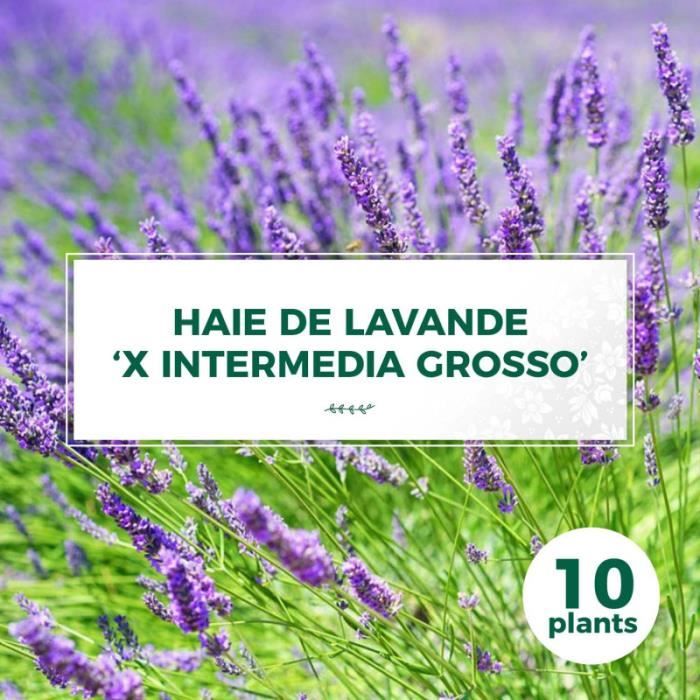 10 Lavande Grosso Lanvandula X Intermedia Grosso Haie De Lavande 10 Jeunes Plants Taille 40cm Violet Cdiscount Jardin 10 Lavande Grosso Lanvandula X Intermedia Grosso Haie De Lavande 10 Jeunes Plants Taille 40cm Violet Cdiscount Jardin