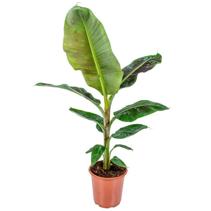 Bananier - Musa 'Dwarf Cavendish' par unité | Plante d'intérieur en pot de culture 21 cm - 90-100 cm