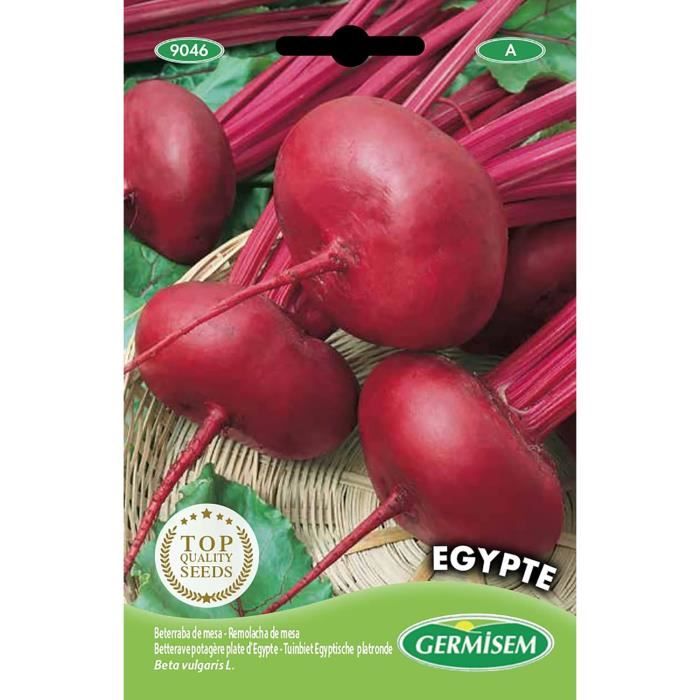 Semillas De Calabaza Vif D'Etampes - 3 G | Color Naranja-Rojo | Ideal Para Cultivo En Exterior