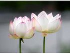 Poster Fleur De Lotus Achat Vente Pas Cher