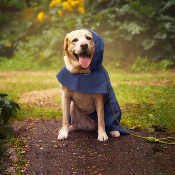 Capuche pour chien deals