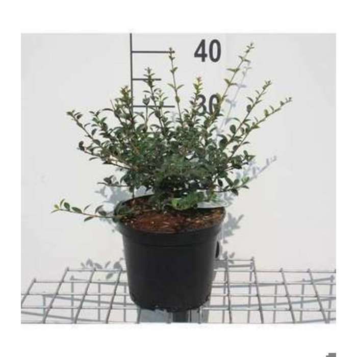 Osmanthus armatus - Osmanthe 30- 40 cm en pot