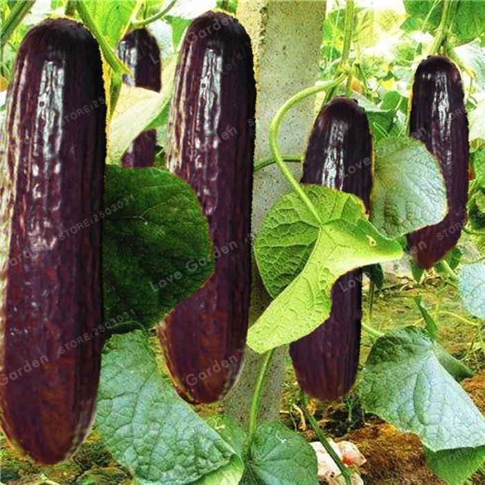 Concombre "Hmong Rouge" 20 graines très Rare Délicieux organique potager jardin Concombre "Hmong Rouge" 20 graines très Rare Délicieux organique potager jardin