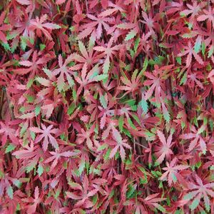 HAIE DE JARDIN Haie artificielle avec feuilles treillis extensible en saule, Divy 3D X-Tens Red Acer, 1 x 2 m, rouge/vert.[Q1779]