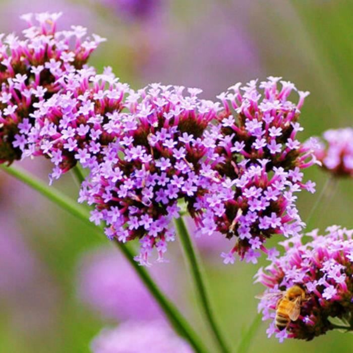 100Pc Verveine Fleurs Graines rares Medicinal Herb plantes décoration maison jardin 