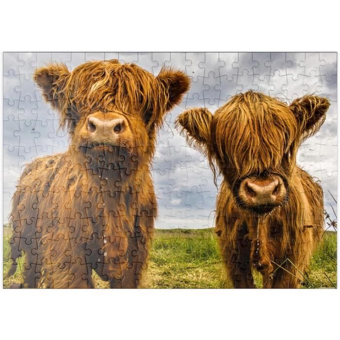 Calendrier De L'Avent 2025 Vache Highland En Acrylique 2D