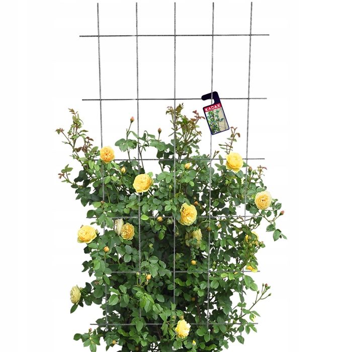 Bande Velcro De Jardin 12 Mm X 7,6 M - Pour Attacher Tomates, Fleurs, Tuteurs - Vert Discret - Réutilisable Et Résistante Aux Intempéries - 5