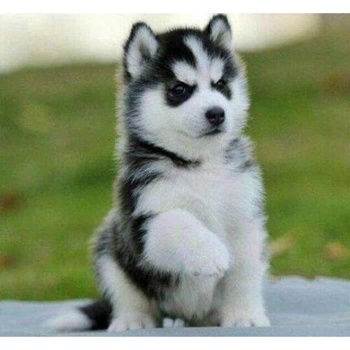 Jouet De Simulation Husky Realiste Gros Chien Chiot Jouet En Peluche Realiste Cdiscount