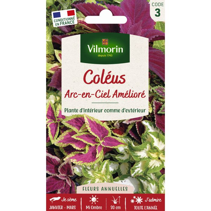 Meilleurs prix pour VILMORIN Coleus Arc en ciel amélioré