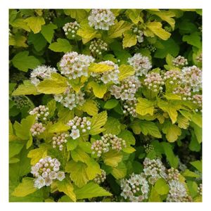 ARBRE - BUISSON Physocarpe à feuilles d'obier Raspberry Lemonade® 'ZLEYel2'-Godet - 5/20 cm-Blanche-Arbustif
