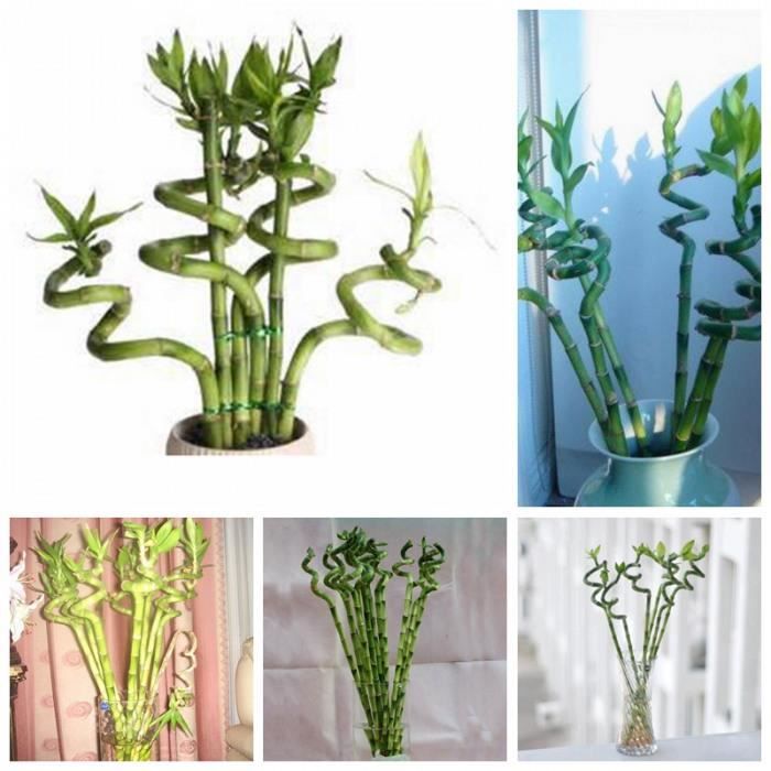 Version 20 - Pièces-Sac Bambou Exotique Bonsaï Lucky Moso Bambu Arbre Plante Maison &Amp Jardin Décor Plantes Vivaces En Pot Pour