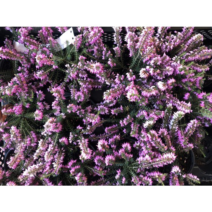 Bruyère rose 10-12 cm - Erica carnea roze/rose pot 10 5 cm