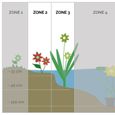 6x Mélange de Plantes de Bassin Purifiantes – Zone 2 & 3 – Faible Entretien - D9 cm - H05-20 cm-3