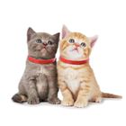 Mxzzand Lot de 3 Collier Anti Puce Chat Rouge - Prévention des Puces et des Tiques