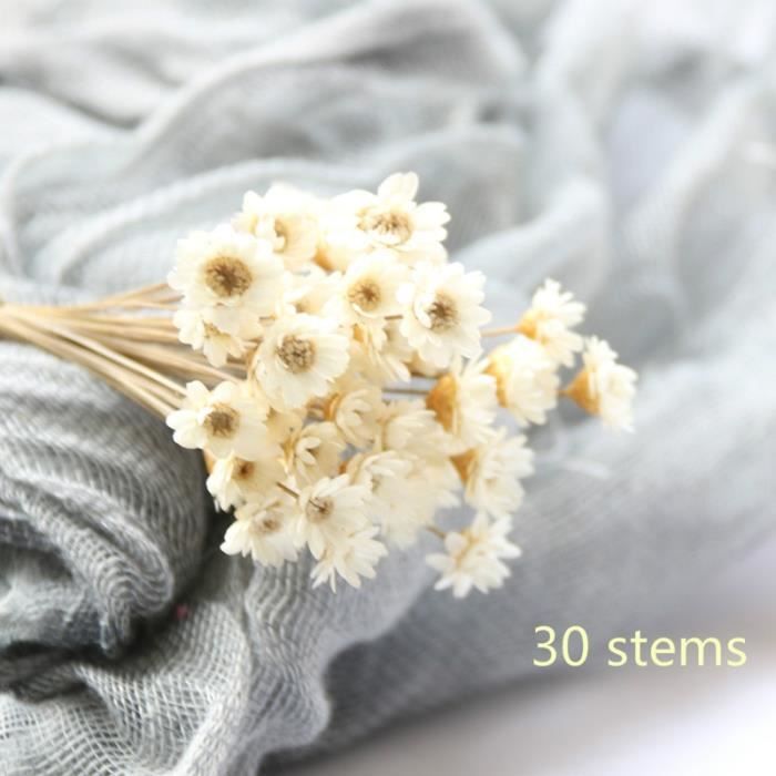 Mini marguerite de fleurs séchées décoratives 30 pièces, Bouquet de fleurs étoiles à fleurs naturelles, préservation - WHITE
