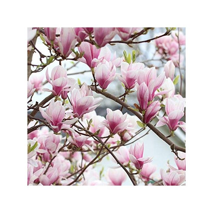 Magnolia Soulangiana- Magnolia soulangiana 40-60 cm en conteneur