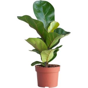 PLANTE POUSSÉE PLNTS - Ficus Lyrata (Figuier) - Plante verte - Plante d'intérieur en 12 cm Pot - Hauteur 35 cm153