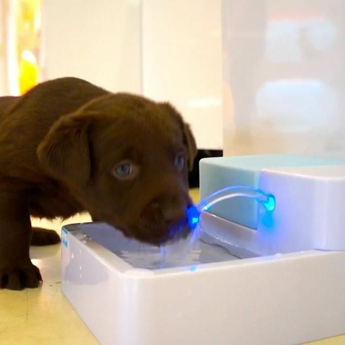 Meilleurs prix pour Fontaine à eau automatique - YYV - 18 L - Pour chien et chat - Filtre à charbon - LED