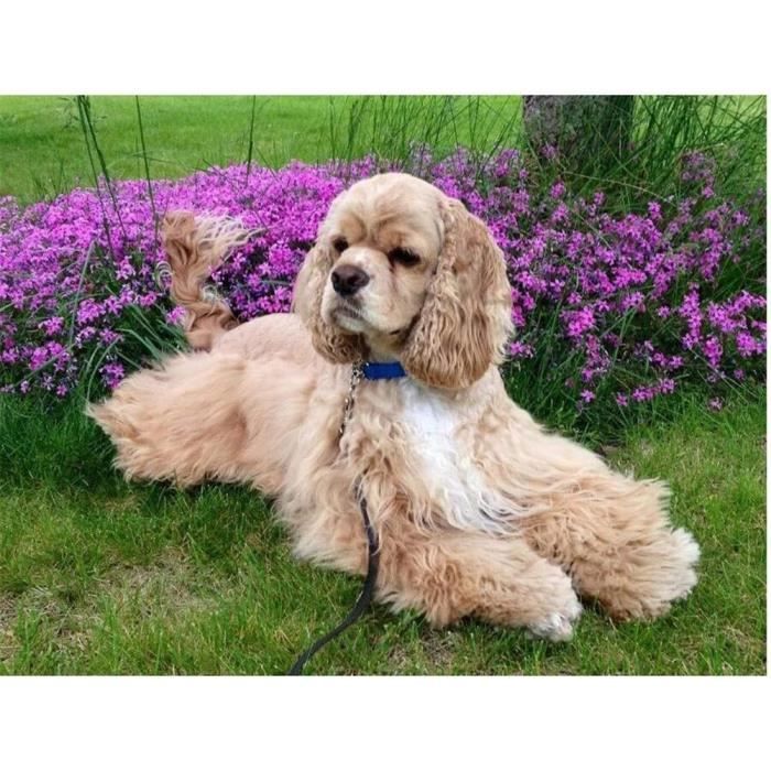 Chiot Cocker Spaniel Anglais - CHIOT collier kaki de La Constellation d