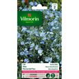 VILMORIN Lin vivace bleu-0