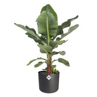 Plante d'intérieur – Bananier en pot de fleur anthracite cylindrique comme un ensemble – Hauteur: 75 cm XFC7