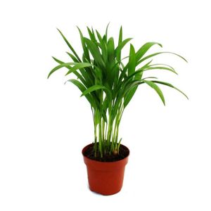 PLANTE POUSSÉE Exotenherz - Palmier doré - Areca - Dypsis lutescens - 1 plante - facile d'entretien - purificateur d'air - pot 12cm