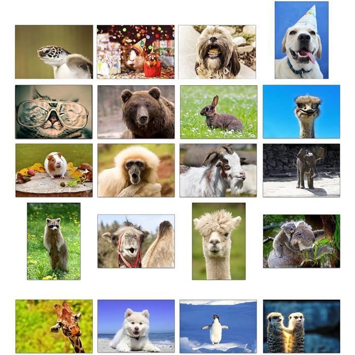 Lot De Cartes De Vœux Vierges Avec Photo D Animaux Ideales Pour Les Anniversaires Et Autres Occasions Enveloppes Recycle 604 Cdiscount Beaux Arts Et Loisirs Creatifs Lot De Cartes De Vœux Vierges Avec Photo D Animaux Ideales Pour Les Anniversaires Et Autres Occasions Enveloppes Recycle 604 Cdiscount Beaux Arts Et Loisirs Creatifs