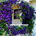 100 pcs Clématite Grimpant Graines Clématite Vigne DIY Home Garden - Violet Foncé-0