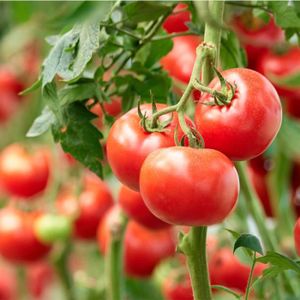PLANTE POUSSÉE Plant Tomate Grappe Premio F1 en Pot