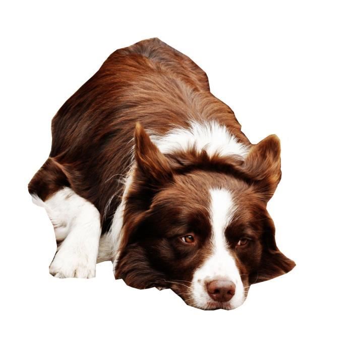 New Border Collie Collier Pour Chien Grande Taille 40 Cm A 50 Cm 15 7 A 50 Cm W12g3 Cdiscount