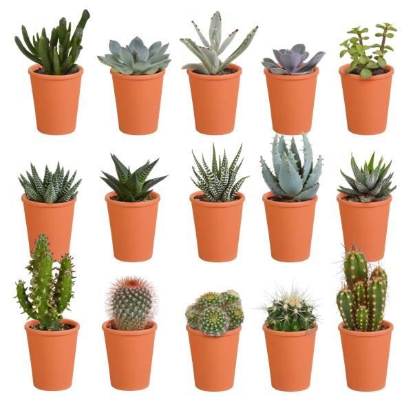 Mix Cactus et Succulentes - BLOOMIQUE - Pot Terre Cuite - D5.5 cm - H5-10 cm