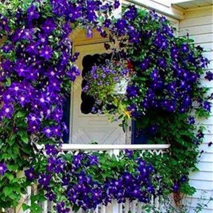 100 pcs Clématite Grimpant Graines Clématite Vigne DIY Home Garden - Violet Foncé