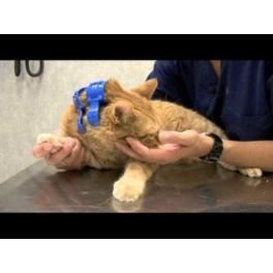 Clinopsis Immobiliser Chats Et Chatons Cdiscount Animalerie