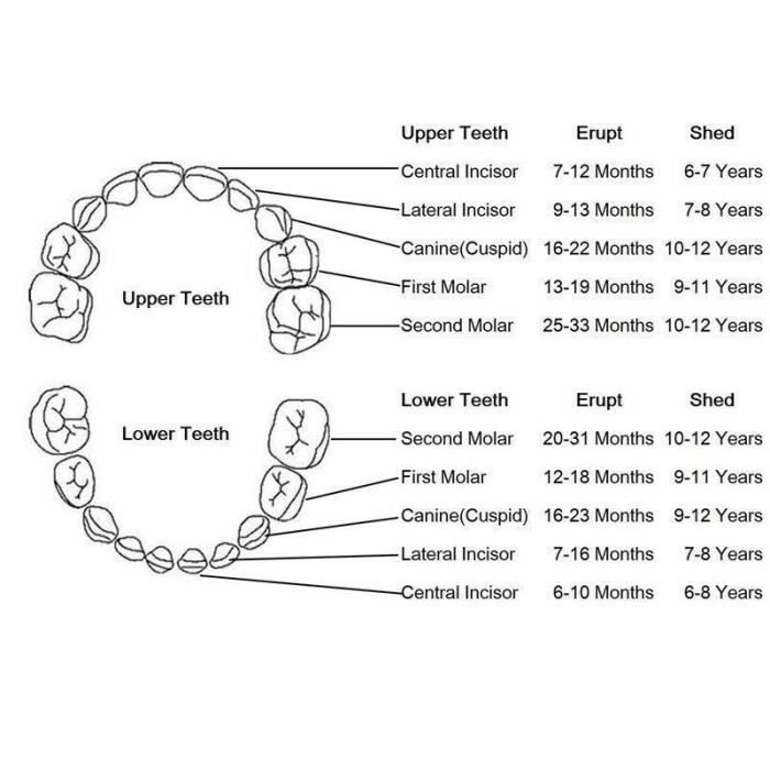 Enfants Boite A Dents Organisateur Bebe Enregistrer Boite De Rangement En Bois Dents De Lait Zzp Gohome Cdiscount Au Quotidien