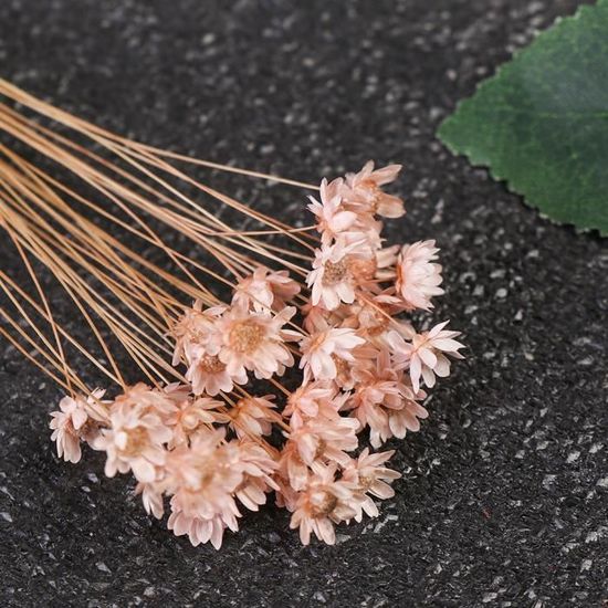 Bouquet de fleurs séchées Lagurus Ovatus, 20 pièces, dégradé de fleurs naturelles, queue de
