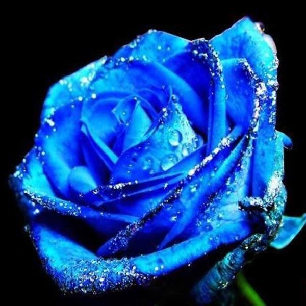 10 graines Rose bleue 