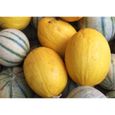 Lot de 50 Graines de Melon Jaune Canari 2 - Variété Hâtif - de 1,2 à 1,5 k - Croquant, Parfumé - Saveur Fine - Reproductible-1