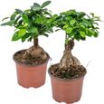 Florya - Bonsaï - Ficus "Ginseng" 2 pièces - ⌀15 cm - ↕35 cm-0