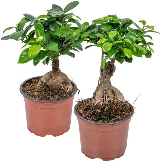 Florya - Bonsaï - Ficus "Ginseng" 2 pièces - ⌀15 cm - ↕35 cm